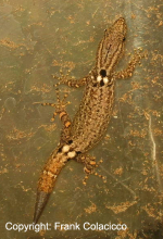 sphaerodactylus glaucus.jpg