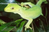 green gecko.jpg