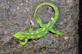 Naultinus grayii Northland Green Gecko on rock.jpg