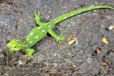Naultinus grayii Northland Green Gecko on rock 2.jpg