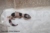 Baby_Hemitheconyx_caudicinctus_african_fat_tail_gecko.jpg