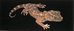 stenodactylusslevini.jpg
