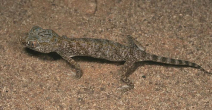 stenodactylusslevini2.jpg