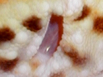 Eublepharis macularius.jpg