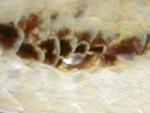 Geckolepis maculata.jpg