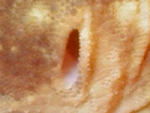 Nephrurus levis.jpg