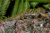 Naultinus stellatus Nelson green gecko 2.jpg