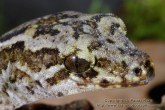 Hoplodactylus pacificus Pacific gecko 1.jpg