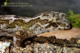 Hoplodactylus pacificus Pacific gecko 2.jpg