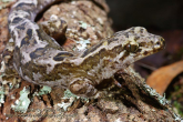 Hoplodactylus pacificus Pacific gecko 4.jpg