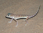 stenodactylusdoriaeju8.jpg
