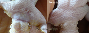 hemidactylus_triedrus.jpg