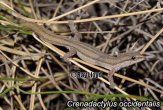 Crenadactylus_occidentalis.jpg