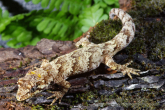 hoplodactylus granulatus forest gecko 2.jpg