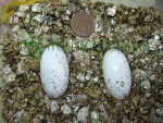 Rhacodactylus leachianus eggs.jpg