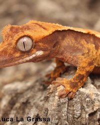 Crested gecko - Harlequin