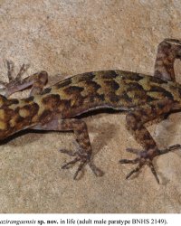 Cyrtodactylus kazirangaensis