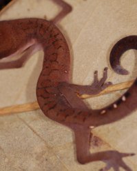 Aeluroscalabotes felinus, cat gecko