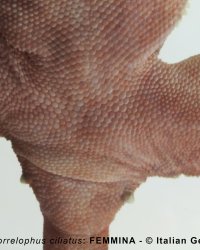 Femmina Correlophus ciliatus, dettaglio zona cloacale
