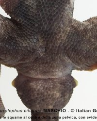 Maschio Correlophus ciliatus, dettaglio zona cloacale