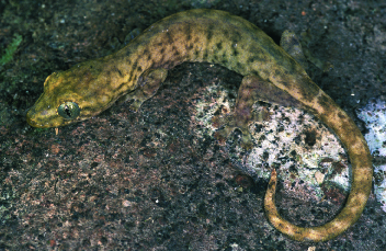 Hemiphyllodactylus engganoensis