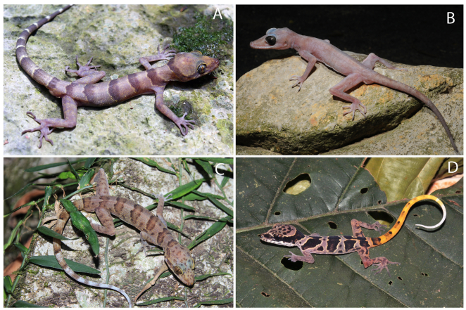 Phylogenetic partitioning of the third-largest vertebrate genus in the world, Cyrtodactylus Gray, 1827 (Reptilia; Squamata; Gekkonidae) and its relevance to taxonomy and conservation