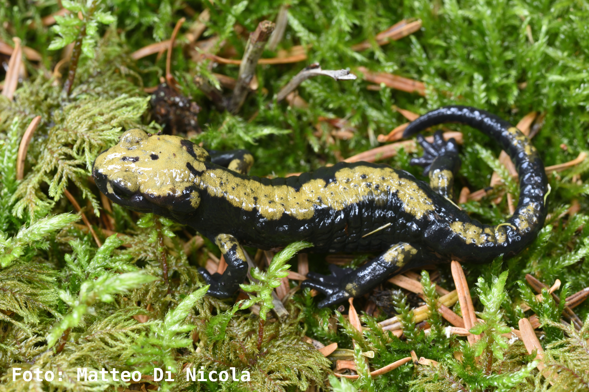 Salamandra di Aurora: tra scienza, passione e responsabilità