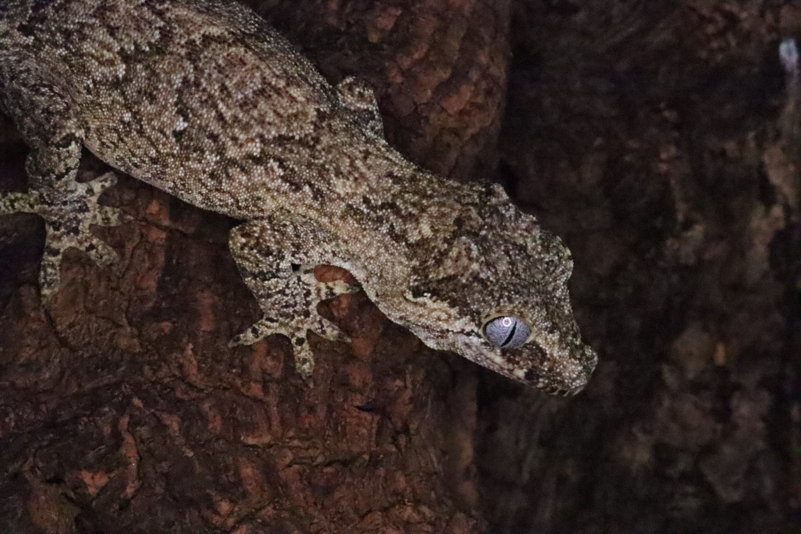 Scheda allevamento - Rhacodactylus auriculatus (Gargoyle Gecko) - Bavay 1869