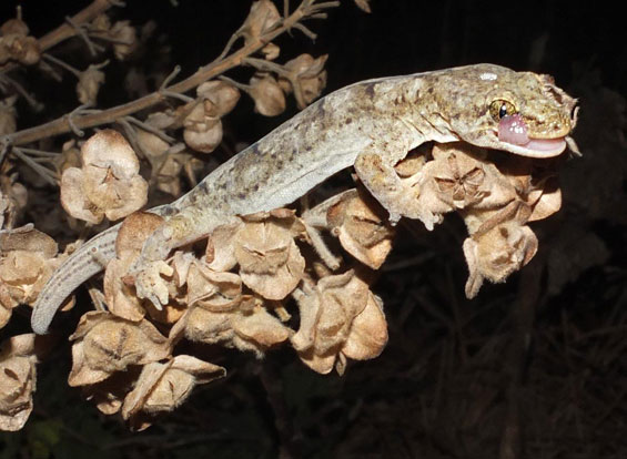 Woodworthia brunneus gecko tongue