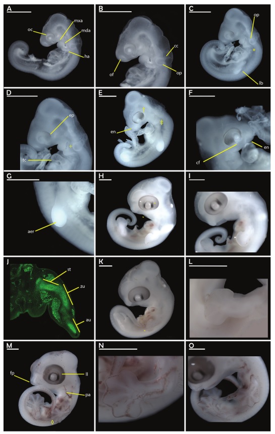 Fasi di sviluppo embrionale di Hemidactylus sp.
