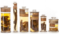 SAVE THE SPECIMENS: DA ESEMPLARI DECEDUTI A CAMPIONI MUSEALI, UN PERCORSO VIRTUOSO PER L&#039;ERPETOCOLTURA