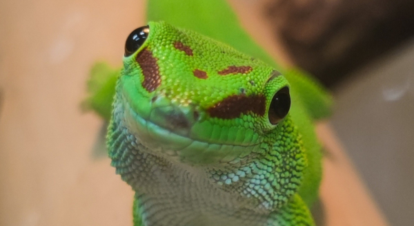 Formazione obbligatoria per la detenzione di animali non convenzionali