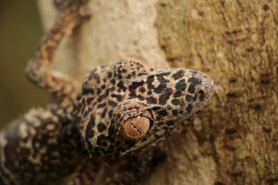 ITALIAN GEKKO EXPEDITION: MADAGASCAR PER TUTTI