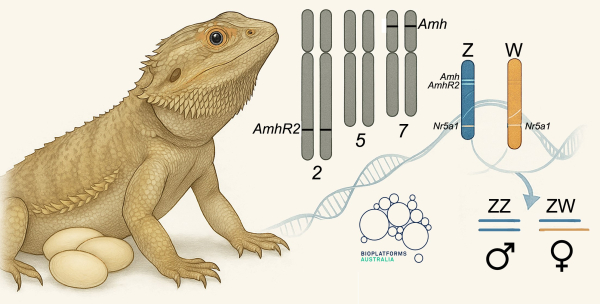 Drago barbuto: un modello biologico importantissimo per lo studio della determinazione del sesso