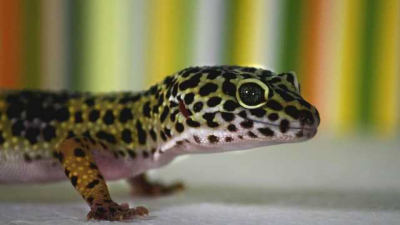 Uno studio per valutare quanto la melanina nei gechi sia di aiuto nella termoregolazione