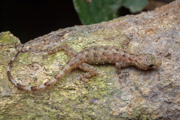 L&#039;influenza di Cyrtodactylus sulle abitudini di vita di Cnemaspis