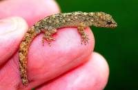 104 NUOVE SPECIE DI GECHI SCOPERTEN NEL 2022