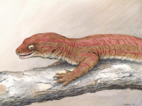 Il mistero del Geco Gigante di Delcourt