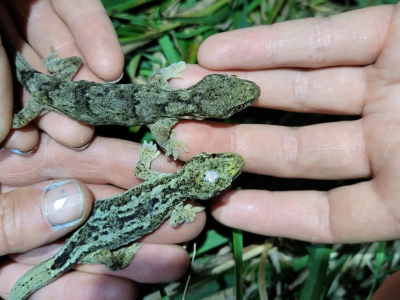 Il record di longevità dei gechi viene riconfermato in Nuova Zelanda