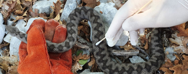 Screening Gratuito per l&#039;Ofidiomicosi nei Serpenti di Allevamento in Italia