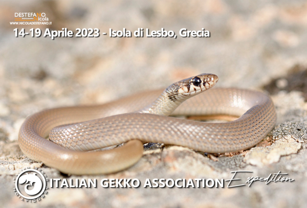 ITALIAN GEKKO EXPEDITION 2023: GRECIA, LESBO