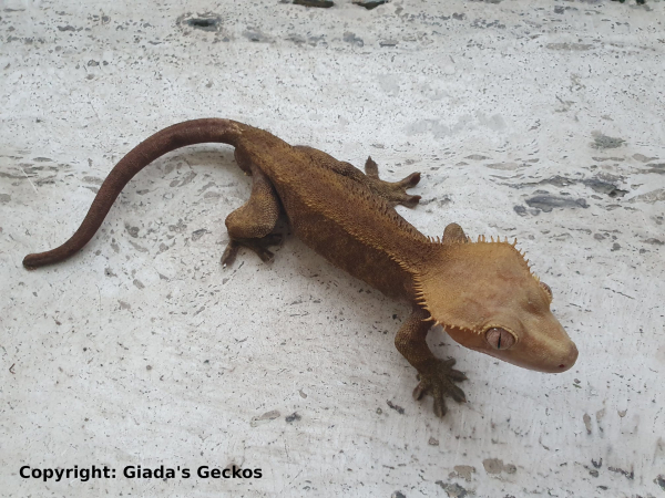 Scheda allevamento - Correlophus ciliatus (Geco crestato / Crested gecko) - Guichenot 1866