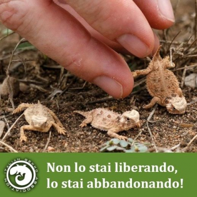 RETTILI E ANFIBI: Il rilascio in natura non è libertà, è abbandono