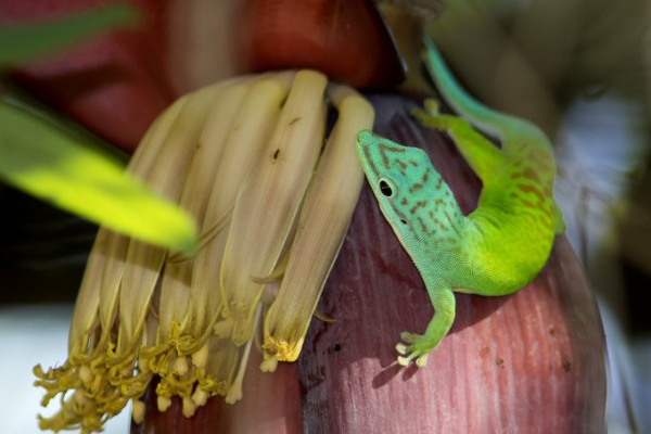 Il mistero del geco diurno delle isole Andamane