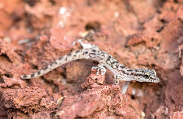 I gechi dalle dita a foglia ritornano alle Galapagos dopo l&#039;eliminazione dei ratti infestanti